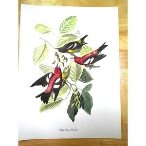 Audubon Birds of America White Winged Crossbill Original Print Vtg 1950 Peterson